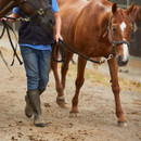 Le Chameau Men's Vierzonord Neoprene Wellington Boots - Vert Chameau