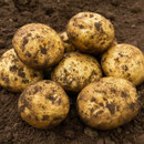 A pile of freshly harvested potatoes with dirt clinging to their rough, brown skins rests on rich soil, conveying a rustic, earthy feel.