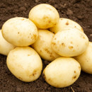 A pile of freshly harvested light brown potatoes on dark soil. They appear smooth and slightly dirty, symbolizing farm freshness and natural growth.