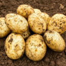 Freshly harvested potatoes lie on dark, rich soil. The potatoes have a rustic appearance, with patches of dirt, evoking a sense of farm freshness.