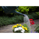 Whitefurze Watering Can Rose