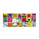 BEES Seed Shaker - Butterfly & Bee