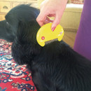 Zero In Flea Killer Comb