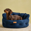 Dachshund looking up while resting in a Joules Chesterfield navy dog bed. Dachshund looking up while resting in a Joules Chesterfield navy dog bed.