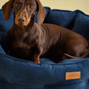 Close-up of dachshund relaxing in a navy velvet Joules Chesterfield dog bed with Joules branding. Close-up of dachshund relaxing in a navy velvet Joules Chesterfield dog bed with Joules branding.