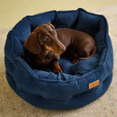 Small dachshund sitting comfortably in a navy Joules Chesterfield dog bed with soft velvet fabric. Small dachshund sitting comfortably in a navy Joules Chesterfield dog bed with soft velvet fabric.