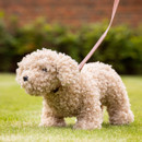 LeMieux Toy Puppy - Cockapoo