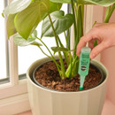 A hand inserts a green plastic plant watering spike into the soil of a potted leafy plant near a window, suggesting indoor gardening care.