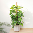 Panacea Coir Coco Fibre Stackable Pole - 60cm