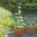 Panacea Spiral Obelisk - 152cm