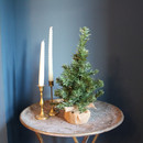 Small artificial tabletop Christmas tree displayed on a decorative table, featuring realistic green pine branches and a rustic burlap-wrapped base.