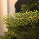 Close up of Arundel Spruce Tree branches