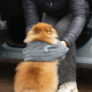 Henry Wag Pet Microfibre Glove Towel