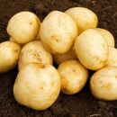 A pile of freshly harvested, light brown potatoes with soil remnants scattered across dark earth, conveying a fresh and earthy tone.