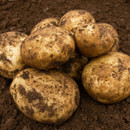 A cluster of freshly harvested potatoes covered in dirt rests on rich, dark soil, conveying a rustic and organic feel, with earthy tones throughout.