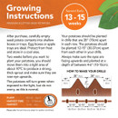 Instructions for growing premium Scottish seed potatoes. Describes planting in shallow trays, storage, and spacing in drills 28 inches apart. Highlights a 13-15 week growing period, with a diagram showing depth and spacing guidance. Includes notes on planting time and harvest expectations.