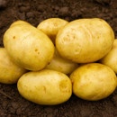 Pile of fresh, clean golden potatoes on dark, rich soil. The smooth potatoes display a natural, earthy tone, conveying a sense of harvest abundance.
