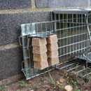 A view of a rat cage outside next to a stone wall with ready-baited food