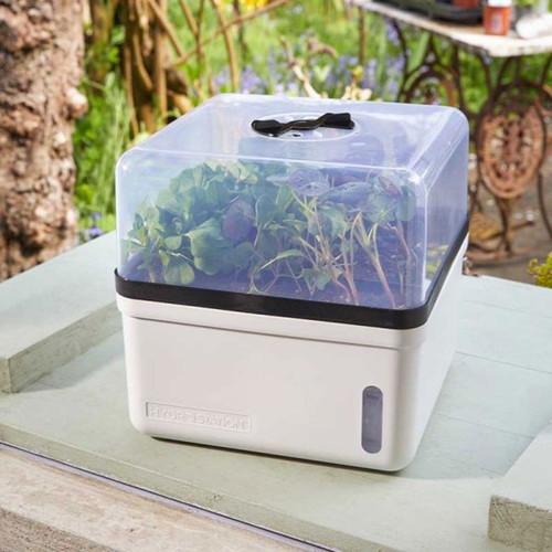 A square propagator with a lid and plants growing inside.