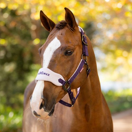 Close-up of a chestnut horse wearing a purple LeMieux headcollar with a white fleece noseband embroidered with the LeMieux logo in purple, standing outdoors on a sunny day with blurred autumn foliage in the background.