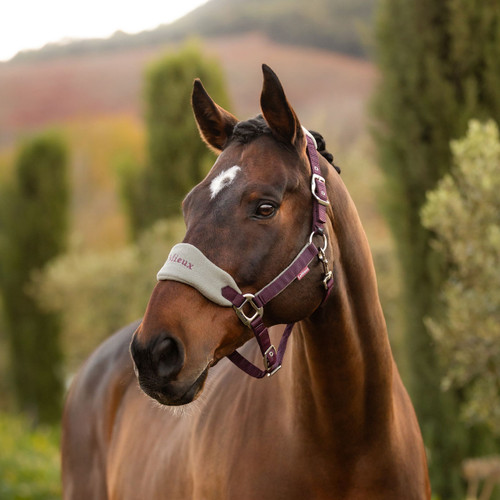 A bay horse wearing a damson and grey padded headcollar with "LeMieux" embroidered on the noseband, standing outdoors with a blurred background of green trees and distant hills.
