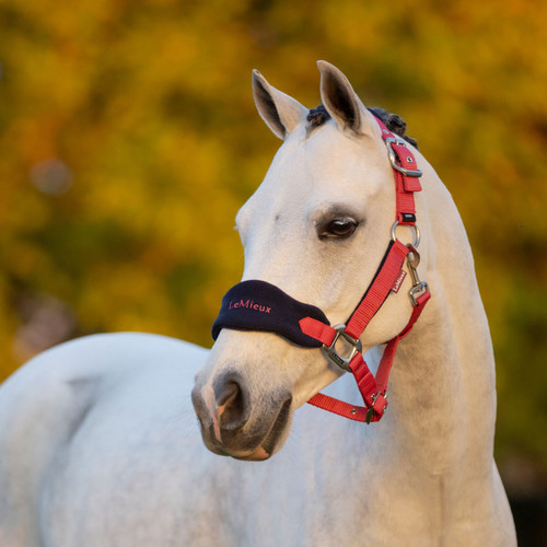 Close-up of a white horse wearing a red and navy blue fleece-lined headcollar with the LeMieux logo embroidered on the noseband, standing outdoors against a blurred background of golden autumn foliage.