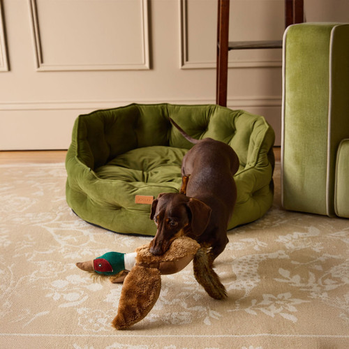 Dachshund playing with plush toy duck next to a green Joules Chesterfield dog bed.