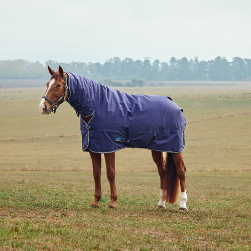 A horse stands on a grassy field wearing a purple blanket cover. The sky is overcast, with distant trees in the background, creating a calm rural scene.