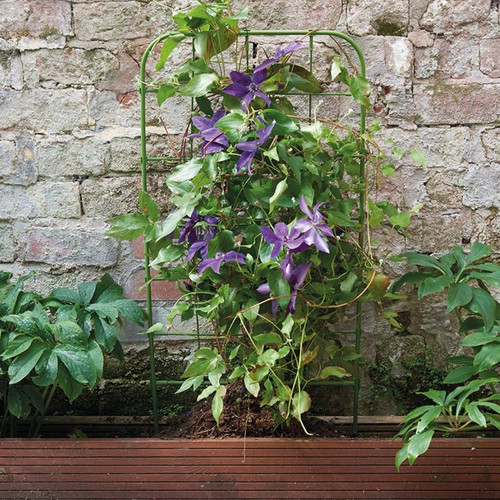 Rectangular green metal trellis in a wooden planter, supporting a climbing clematis with purple flowers against a stone wall.