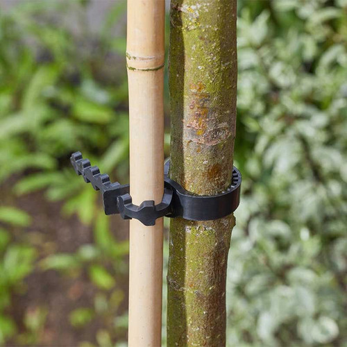 Close-up of a black adjustable tree tie fastening a bamboo cane to a young tree trunk, with blurred garden foliage in the background.