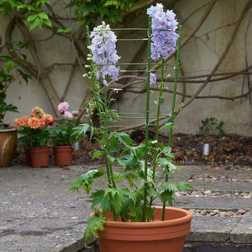 Green metal ring plant support in a terracotta pot, holding tall stems of pale purple flowers on a garden patio.