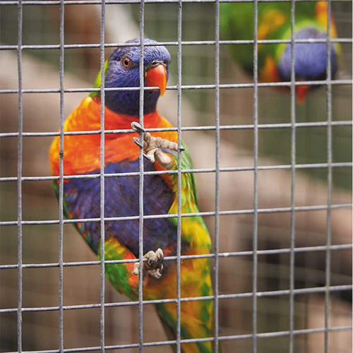 A colourful lorikeet with a blue head and orange chest clings to a square wire mesh panel, with another blurred bird in the background.