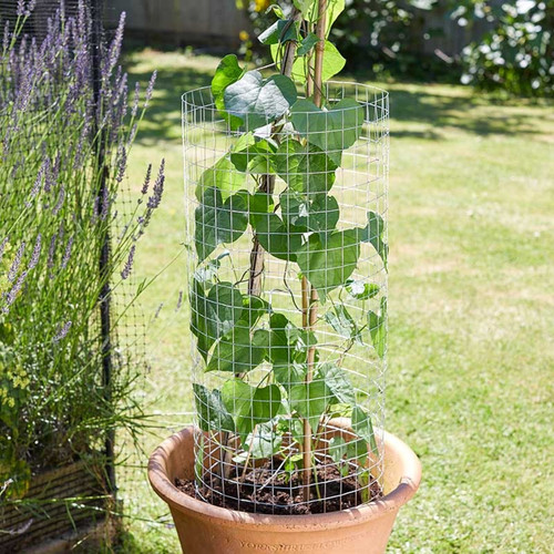 A potted climbing plant supported by a cylindrical wire mesh guard around bamboo canes, set on a sunny lawn with lavender in the background.