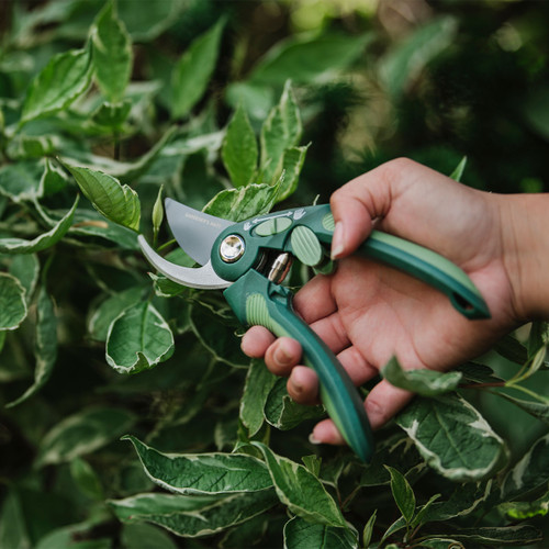 A hand holding green pruning shears trims vibrant leaves of a plant, conveying care and precision in gardening. Lush foliage surrounds the scene.