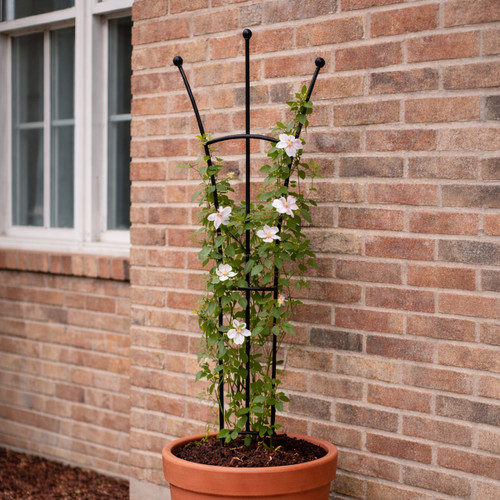 Black fan-shaped pot trellis with ball finials supporting a flowering climbing plant in a terracotta pot against a brick wall.
