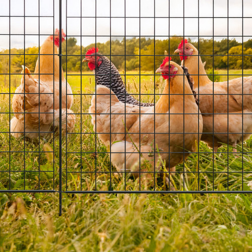 Group of chickens in a grassy field seen through a black metal grid fence panel.