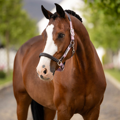 Brown horse with a white blaze and braided mane, wearing a pink halter. Standing on a tree-lined path, the scene is calm and natural.