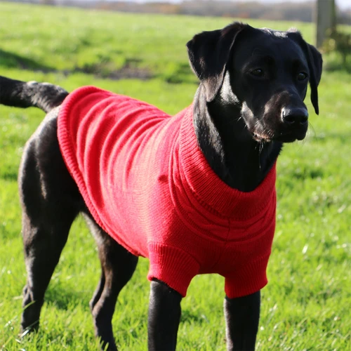 Black dog wearing a bright red knitted dog jumper with roll neck and short sleeves while standing outdoors on grass.
