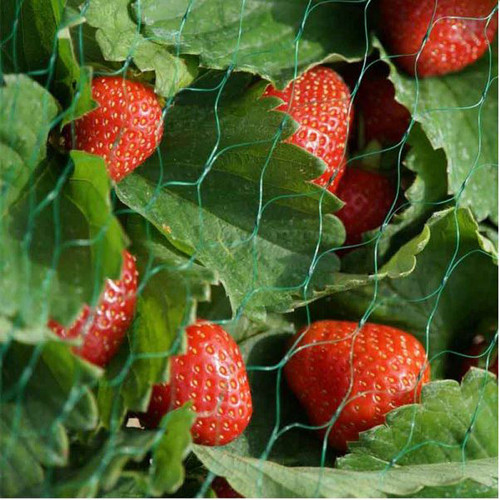 Garden netting protecting ripening red strawberries from birds and pests while allowing the fruit and foliage to grow naturally.