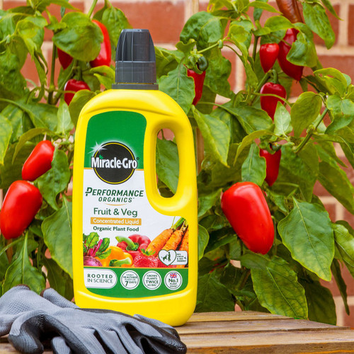 Yellow bottle of Miracle-Gro plant food for fruits and vegetables on a wooden surface. Red peppers and green leaves in the background, with gardening gloves nearby.