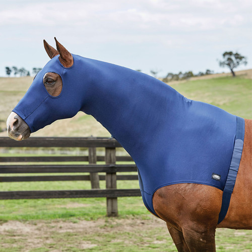 Horse wearing a royal blue full-body stretch hood and neck cover, standing beside a wooden paddock fence.