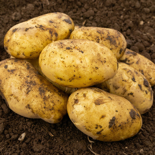 Freshly harvested potatoes on rich brown soil, their skin earthy with dirt. The image conveys a sense of natural abundance and rustic farming.