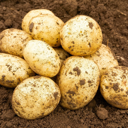 A pile of freshly harvested potatoes with dirt clinging to their skins rests on rich, brown soil. The image conveys a sense of freshness and earthiness.