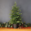 Mini Christmas Trees
