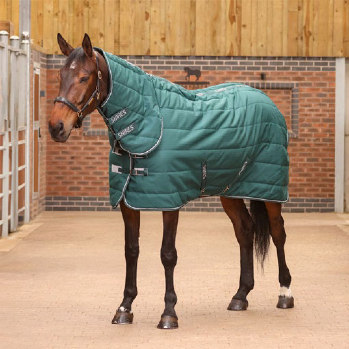 horse in a thick green horse rug on the yard