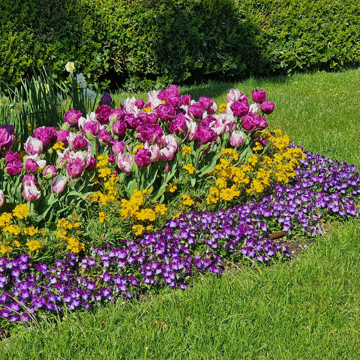 A view of many colourful flowers all planted together
