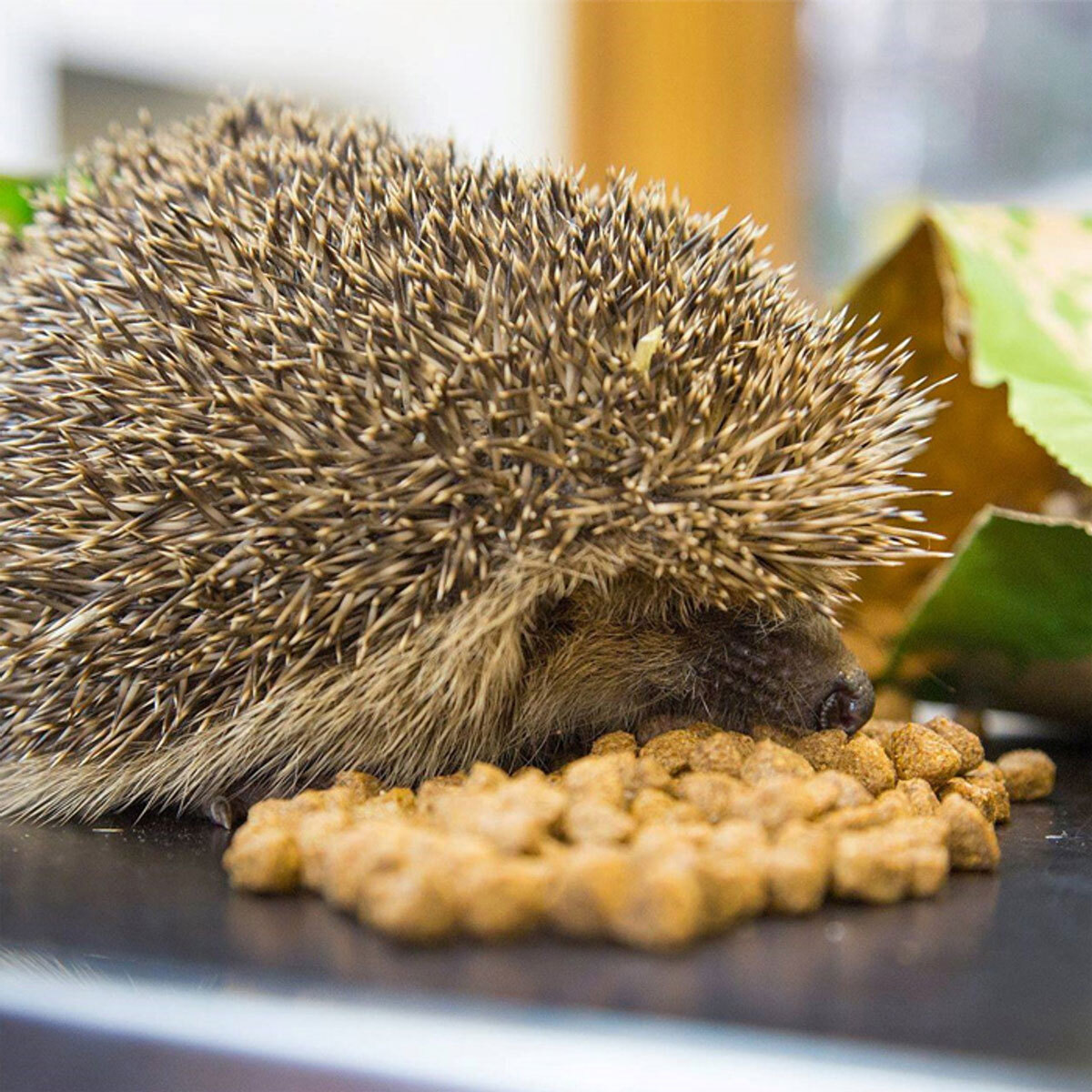 A hedgehog eating food.