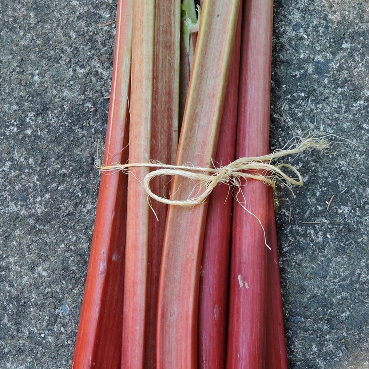 A view of some rhubarb tied together with string on a grey background