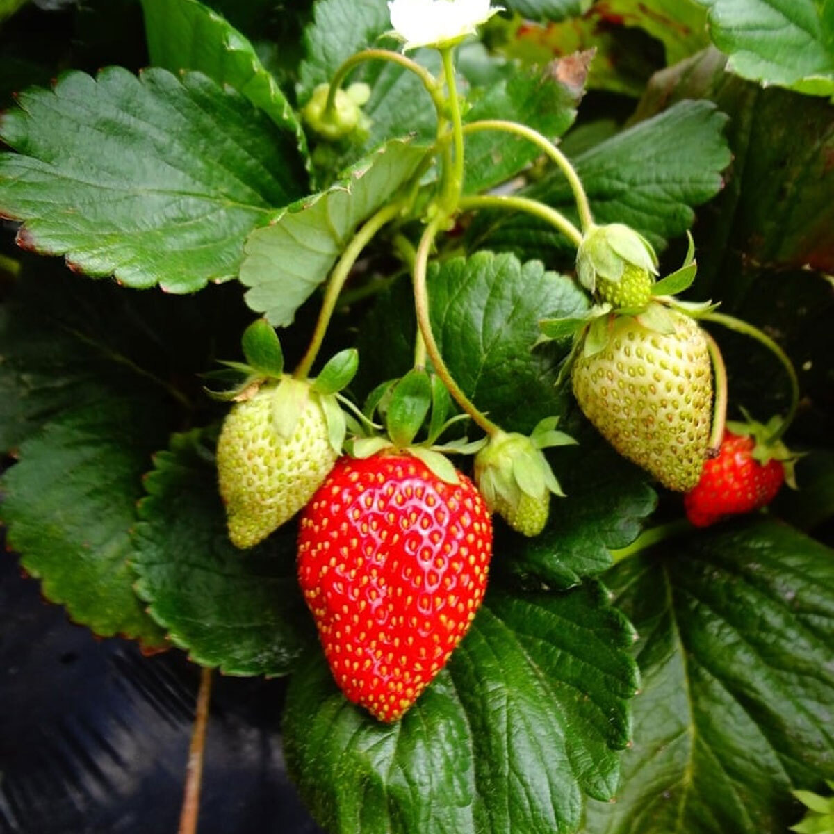 A view of strawberries growing