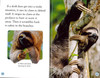 Slow, Slow Sloths Level 2 (Paperback)